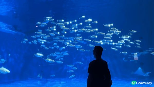 日本鹿兒島水族館，入場費平宜，有不同的動物表演活動，大人細路...