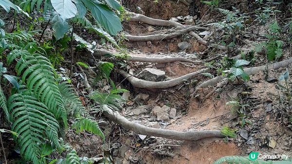 【元朗東成里至大欖轉車站行山篇】蠔殼山、掌牛山、井坑山、四排石山