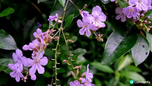 《鳳凰山行山篇》鳳鳥石、一樹洞、心經簡林