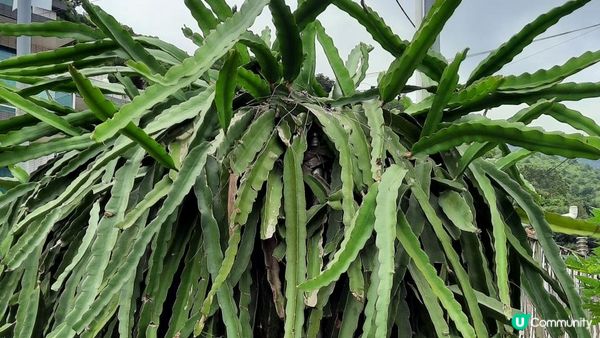 【大埔大庵路至太和行山篇】六德書室、大菴古窰、蓮開公立學校遺址、泰國寺樹屋