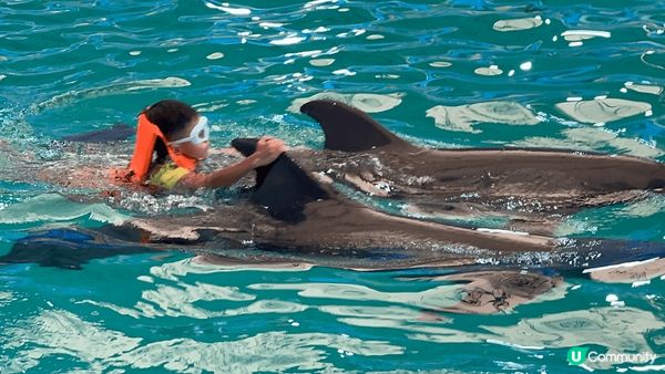 布吉島的 Dolphin Bay 有精彩的海豚表演，表演員同...