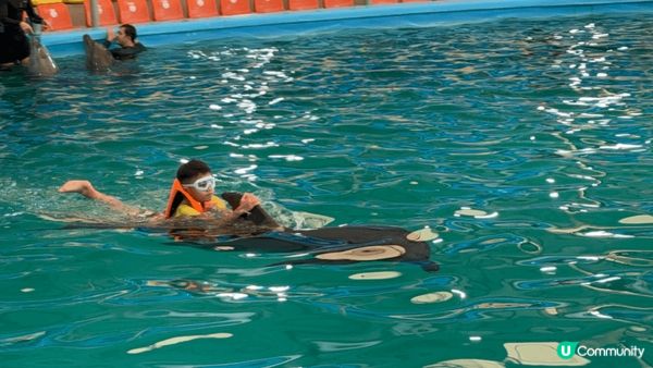 布吉島的 Dolphin Bay 有精彩的海豚表演，表演員同...