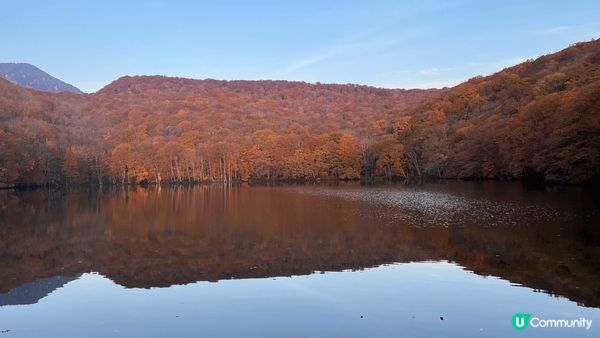 蔦沼朝燒日出睇紅葉，好似一幅圖。
