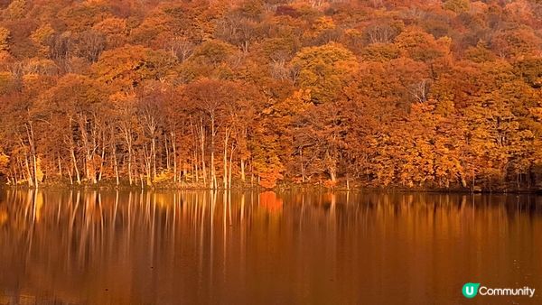 蔦沼朝燒日出睇紅葉，好似一幅圖。