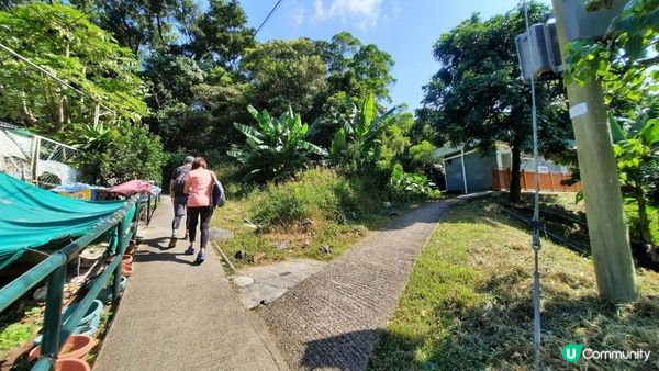 【馬鞍山村至西貢公路行山篇】昂平坪原、茅坪坳樹藤王、竹林隧道 (北港古道)