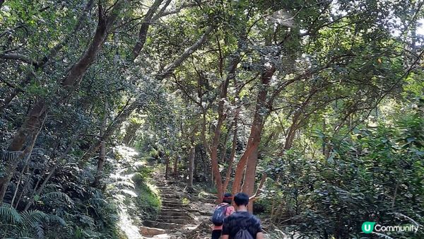 【馬鞍山村至西貢公路行山篇】昂平坪原、茅坪坳樹藤王、竹林隧道 (北港古道)