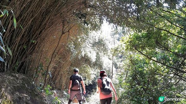 【馬鞍山村至西貢公路行山篇】昂平坪原、茅坪坳樹藤王、竹林隧道 (北港古道)