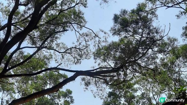 【馬鞍山村至西貢公路行山篇】昂平坪原、茅坪坳樹藤王、竹林隧道 (北港古道)