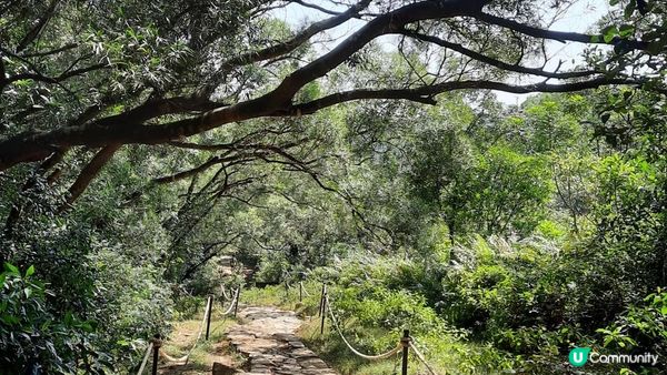 【馬鞍山村至西貢公路行山篇】昂平坪原、茅坪坳樹藤王、竹林隧道 (北港古道)