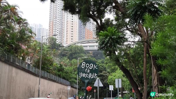 【沙田圍至黃大仙行山篇】蝌蚪坪、貓仔山、觀貓台/貓仔石🐱、雞胸山