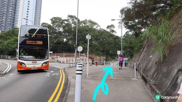 【沙田圍至黃大仙行山篇】蝌蚪坪、貓仔山、觀貓台/貓仔石🐱、雞胸山