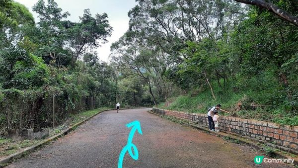 【沙田圍至黃大仙行山篇】蝌蚪坪、貓仔山、觀貓台/貓仔石🐱、雞胸山