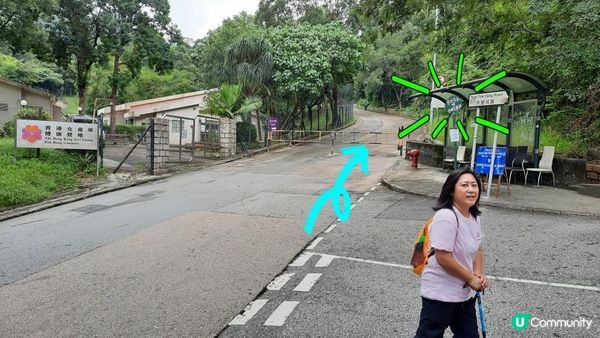 【沙田圍至黃大仙行山篇】蝌蚪坪、貓仔山、觀貓台/貓仔石🐱、雞胸山