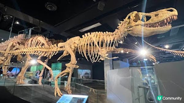 飛越南半球: 澳洲墨爾本之行(2)市內景點:免費復古電車、州立圖書館、墨爾本博物館、皇家展覽館