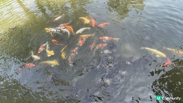 沙田景點-沙田公園
