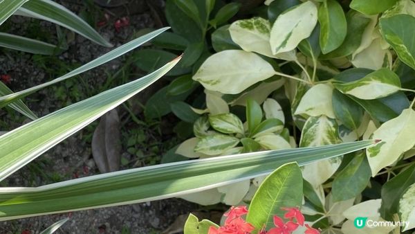 沙田景點-沙田公園