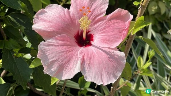 沙田景點-沙田公園