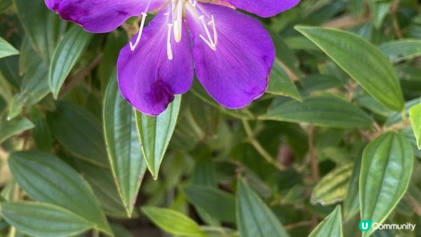 沙田景點-沙田公園