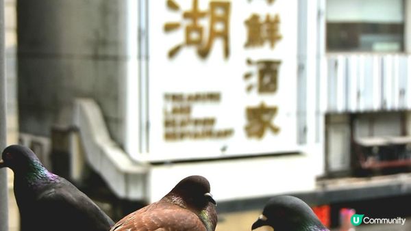 【攝影好去處】中環大館、己連拿利天橋、Tram View Cafe、纜車徑