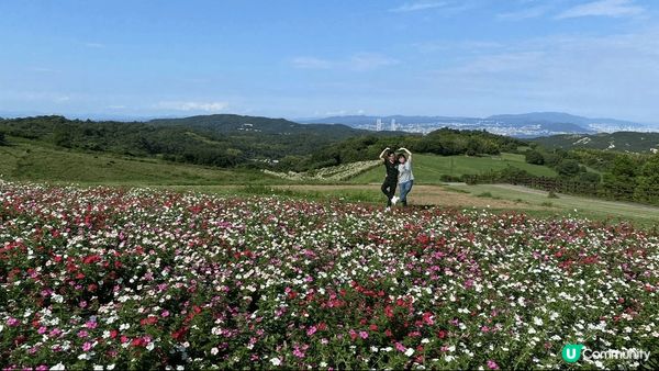 日本自駕遊， 淡路島之旅， 有一大片花海看， 又可以食到幸福...