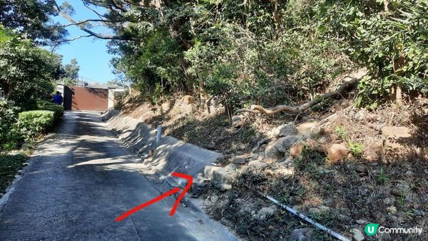 【飛鵝山道1號至慈正邨行山篇】A字崖、鸚鵡咀石、自殺崖、飛鵝山、慈觀古道