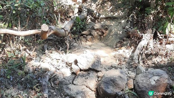 【飛鵝山道1號至慈正邨行山篇】A字崖、鸚鵡咀石、自殺崖、飛鵝山、慈觀古道