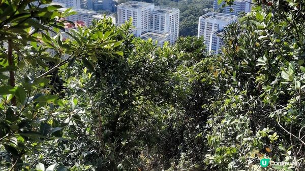 【飛鵝山道1號至慈正邨行山篇】A字崖、鸚鵡咀石、自殺崖、飛鵝山、慈觀古道