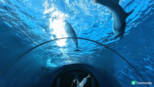 八景島海洋館可和動物近距離接觸，而且環境憂靜，令人非常放鬆～...