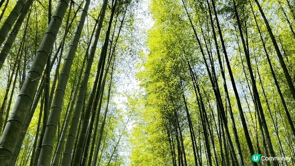 日本大阪 & 京都之旅