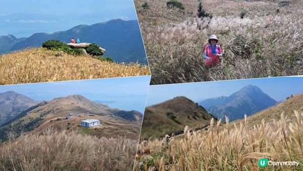 《伯公坳至東涌行山篇》🌾大東山芒草季節2022