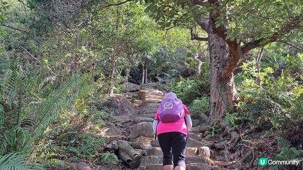 《伯公坳至東涌行山篇》🌾大東山芒草季節2022