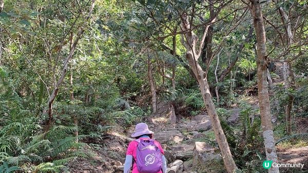 《伯公坳至東涌行山篇》🌾大東山芒草季節2022