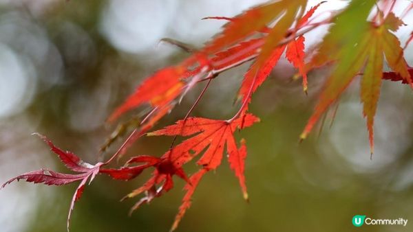 【2024年香港紅葉之旅】6個不可錯過的絕美景點！