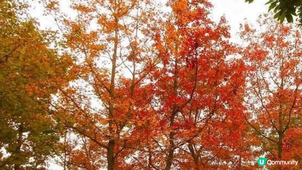 【2024年香港紅葉之旅】6個不可錯過的絕美景點！