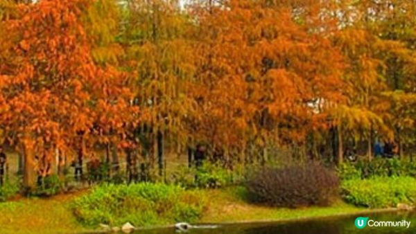 【2024年香港紅葉之旅】6個不可錯過的絕美景點！