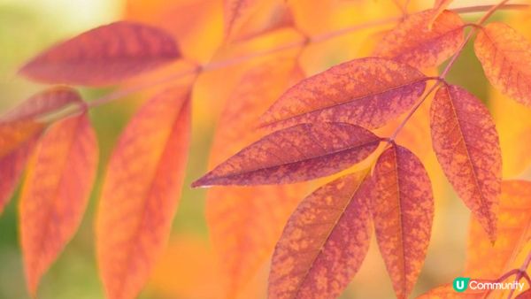 【2024年香港紅葉之旅】6個不可錯過的絕美景點！