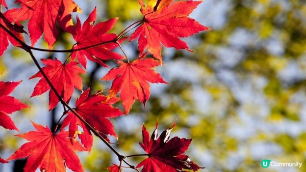 【2024年香港紅葉之旅】6個不可錯過的絕美景點！