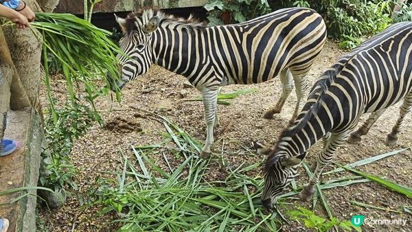 足跡芭堤雅。泰國芭堤雅親子遊記。Day 4