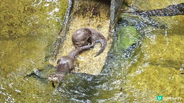 足跡芭堤雅。泰國芭堤雅親子遊記。Day 4