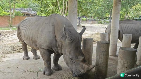 足跡芭堤雅。泰國芭堤雅親子遊記。Day 4