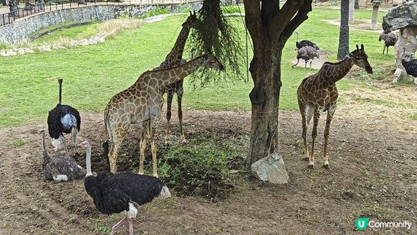 足跡芭堤雅。泰國芭堤雅親子遊記。Day 4