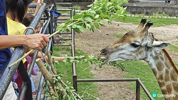 足跡芭堤雅。泰國芭堤雅親子遊記。Day 4