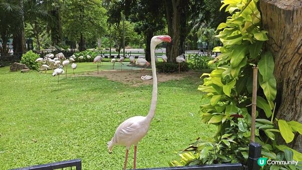 足跡芭堤雅。泰國芭堤雅親子遊記。Day 4