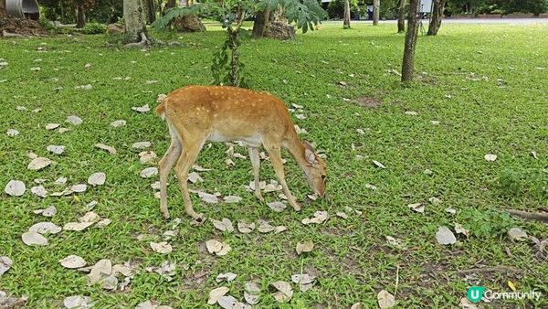 足跡芭堤雅。泰國芭堤雅親子遊記。Day 4