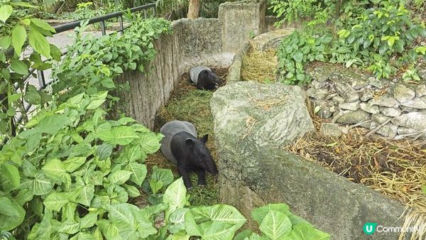 足跡芭堤雅。泰國芭堤雅親子遊記。Day 4
