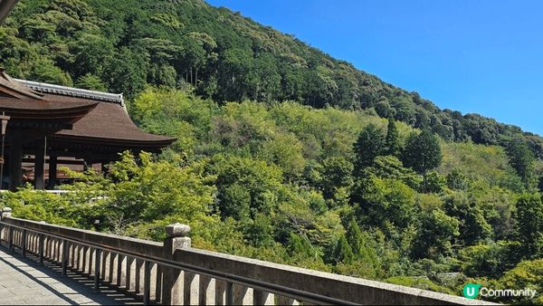 【清水寺的三重塔】 是全日本最高的象徵塔與櫻花或楓葉同框拍照...