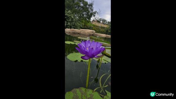 【清水寺的三重塔】 是全日本最高的象徵塔與櫻花或楓葉同框拍照...