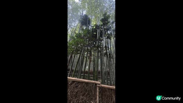 【清水寺的三重塔】 是全日本最高的象徵塔與櫻花或楓葉同框拍照...