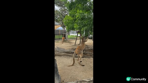 【清水寺的三重塔】 是全日本最高的象徵塔與櫻花或楓葉同框拍照...