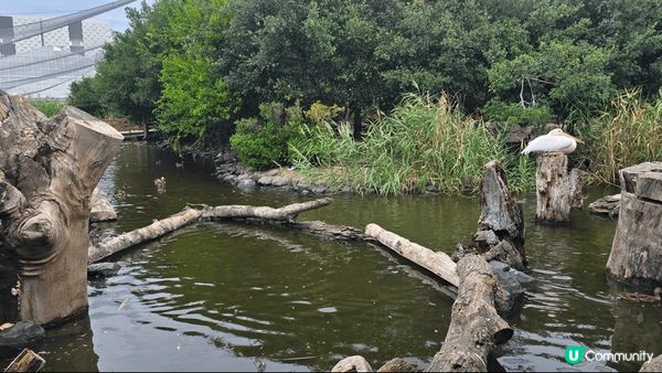 【清水寺的三重塔】 是全日本最高的象徵塔與櫻花或楓葉同框拍照...
